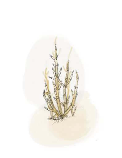 Salicorne
